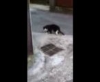 VIDEO GROS MINET 13 07 2013