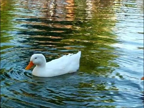 Olmaz ilâç sîne-i sâd-pâreme / Sezen Aksu