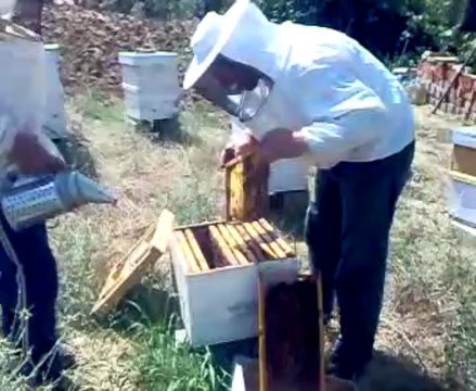 Arıcılık ( Keşan Karacaali Köyü )