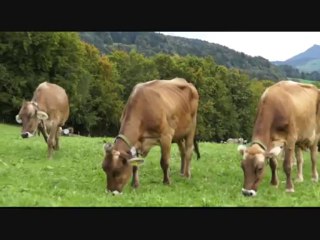 Riscoprire la montagna a contatto con le mucche al pascolo