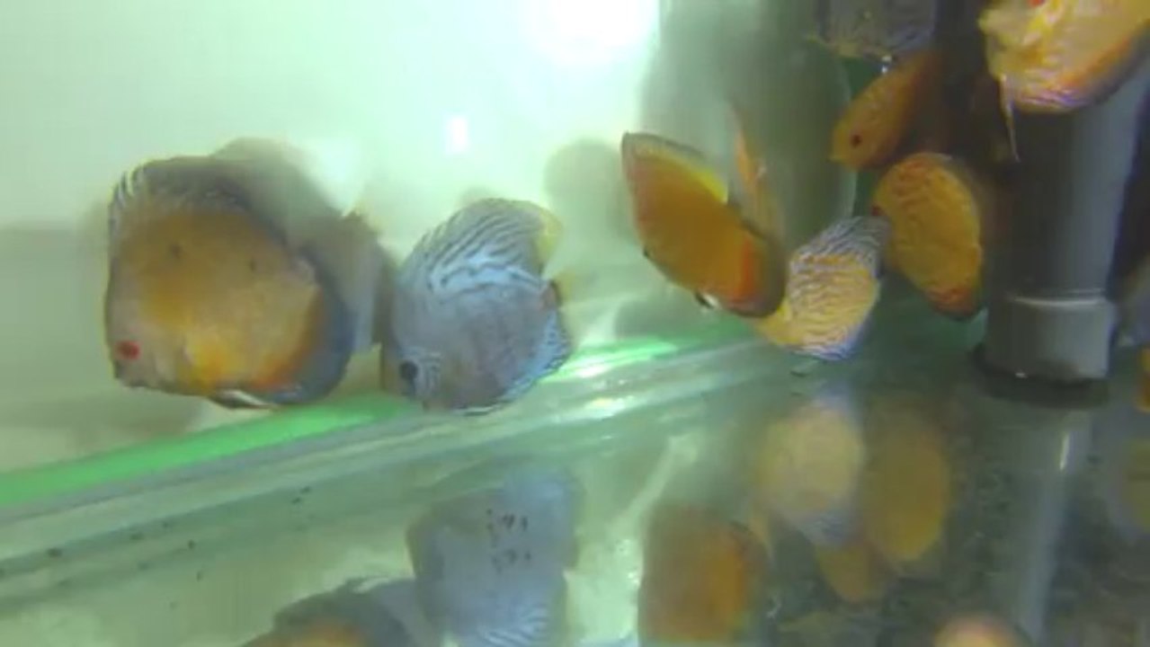 24'lü paket Discus