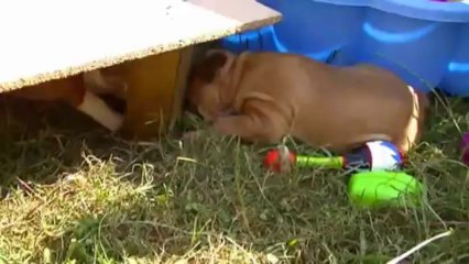 41. Chiot Staffordshire bull terrier vidéo 41 de la 11ème portée de STAFFORDLAND