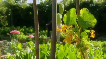 Fork to Fork ~  Root Vegetables