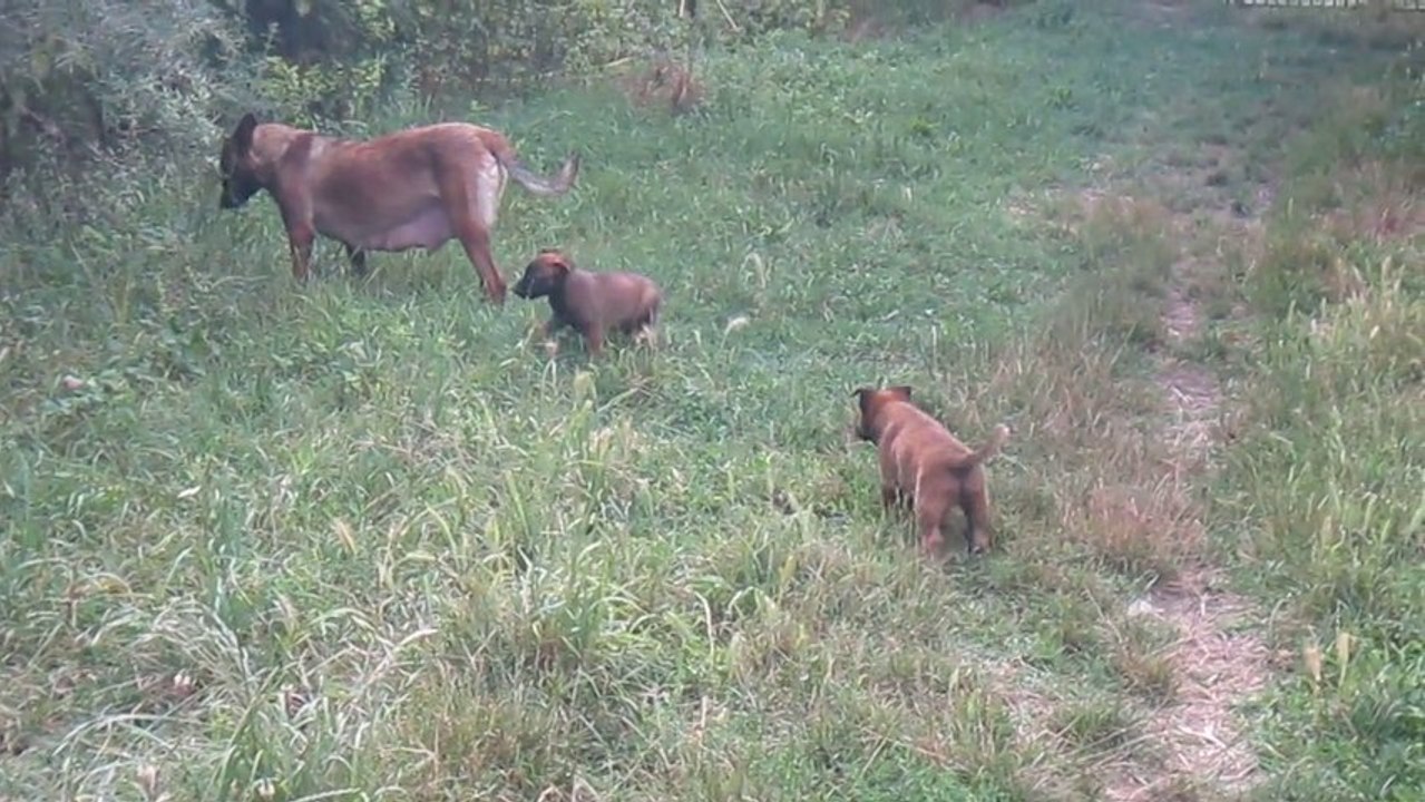 MALINOISE FASIE CHIOTS LOF 6 semaines 20 07 2013