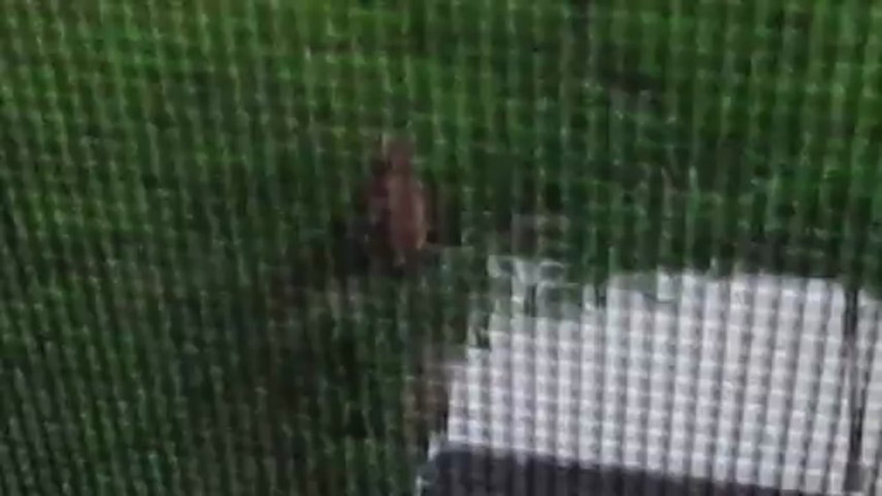 Hare Near Porch Steps