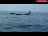 Morbihan. Un banc de baleines-pilotes au large du Golfe