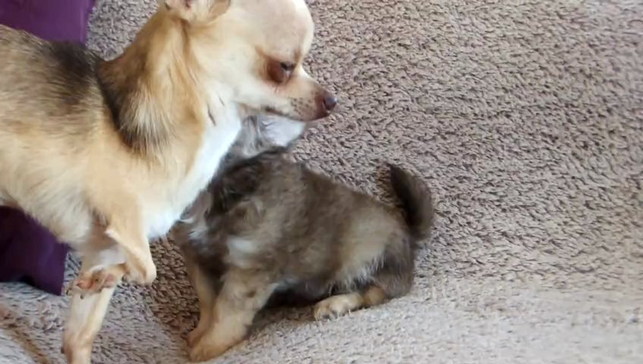 Ivoire, mâle poil long!