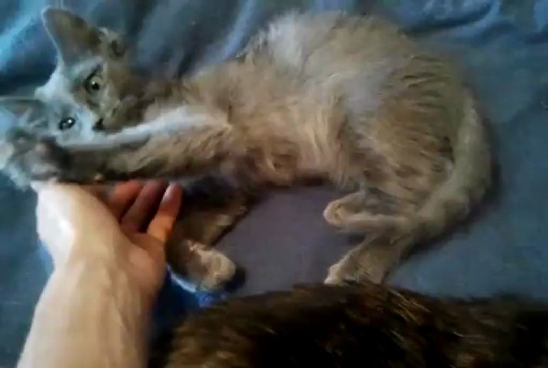 Yui, Chio et Shôta en séance toilettage