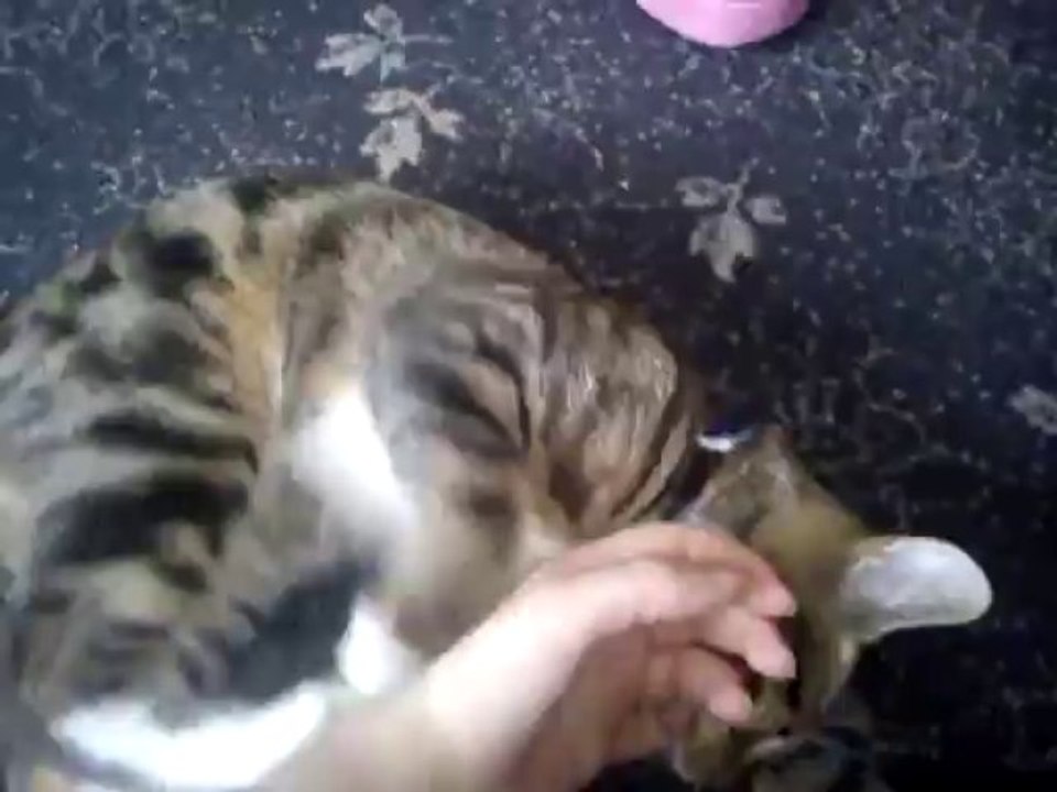 Ares-Apollo play fighting with me (Part 1)