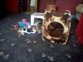 Ares-Apollo play fighting with me (Part 2)