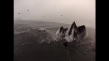 Deux plongeurs presque mangés par des baleines
