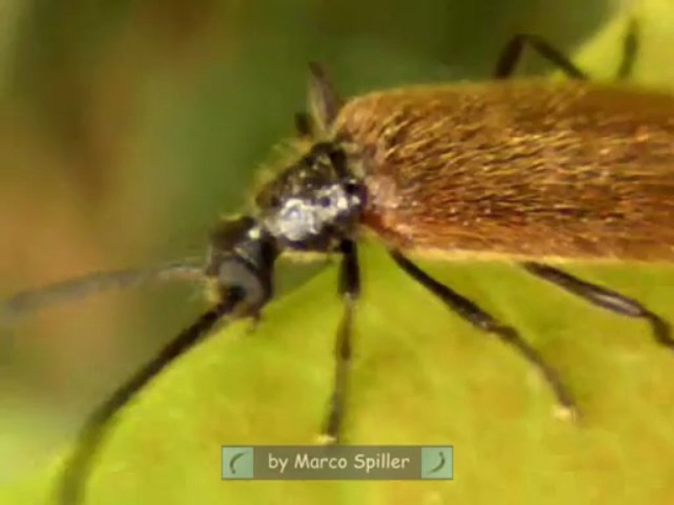 Lagria hirta