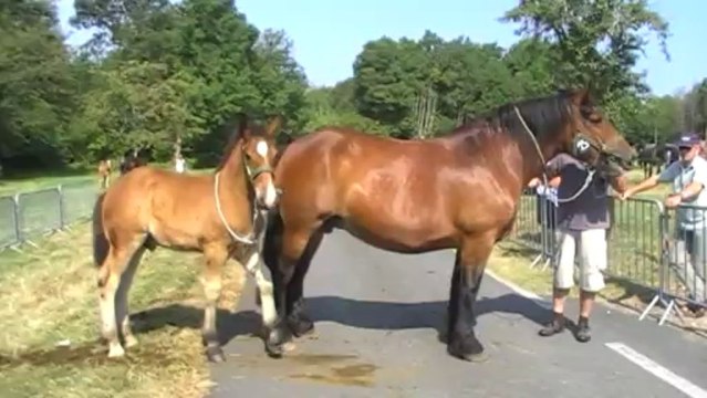 Concours de chevaux de trait