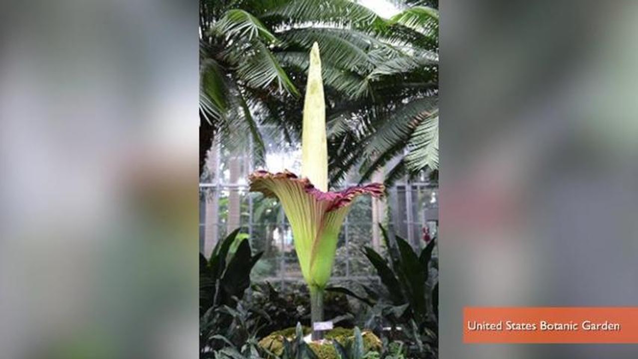 Giant Flower Stinking of Rotting Flesh Blooms Next to US Capitol