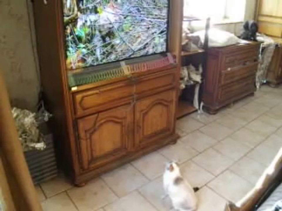 Emission télé pour ma minette