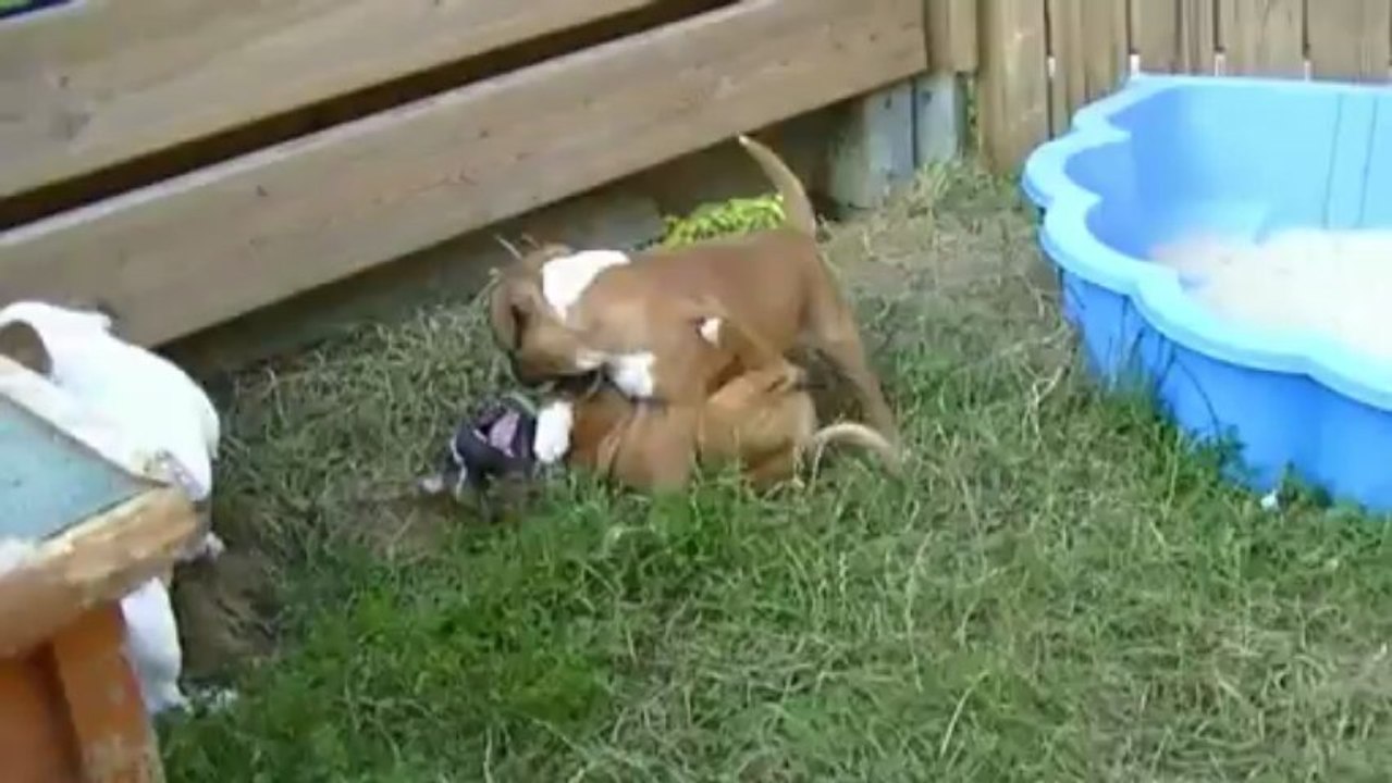 47. Chiot Staffordshire bull terrier vidéo 47 de la 11ème portée de STAFFORDLAND