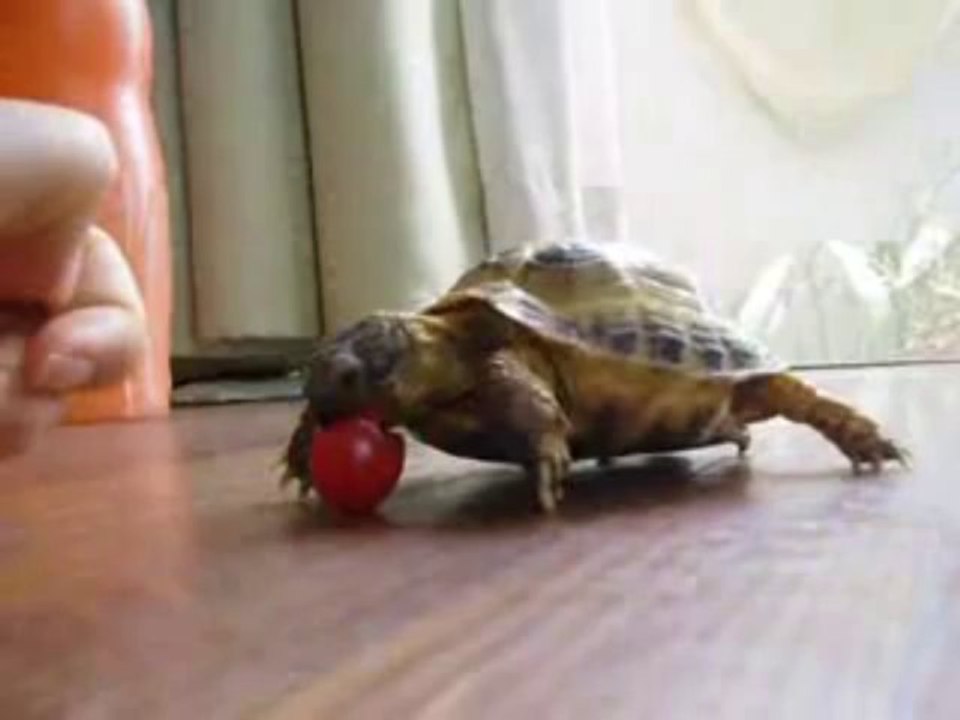 Tortoise Try to Chasing a Tomato - Video