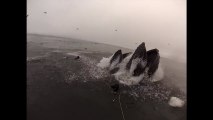 Deux plongeurs presque avalés par des baleines