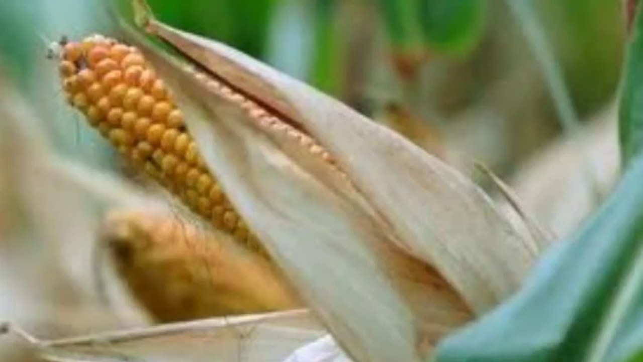 Arpad Pusztai - Blowing the Whistle, He Knew the Truth About GMO's Years Ago