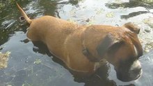 Zeppo's Water World