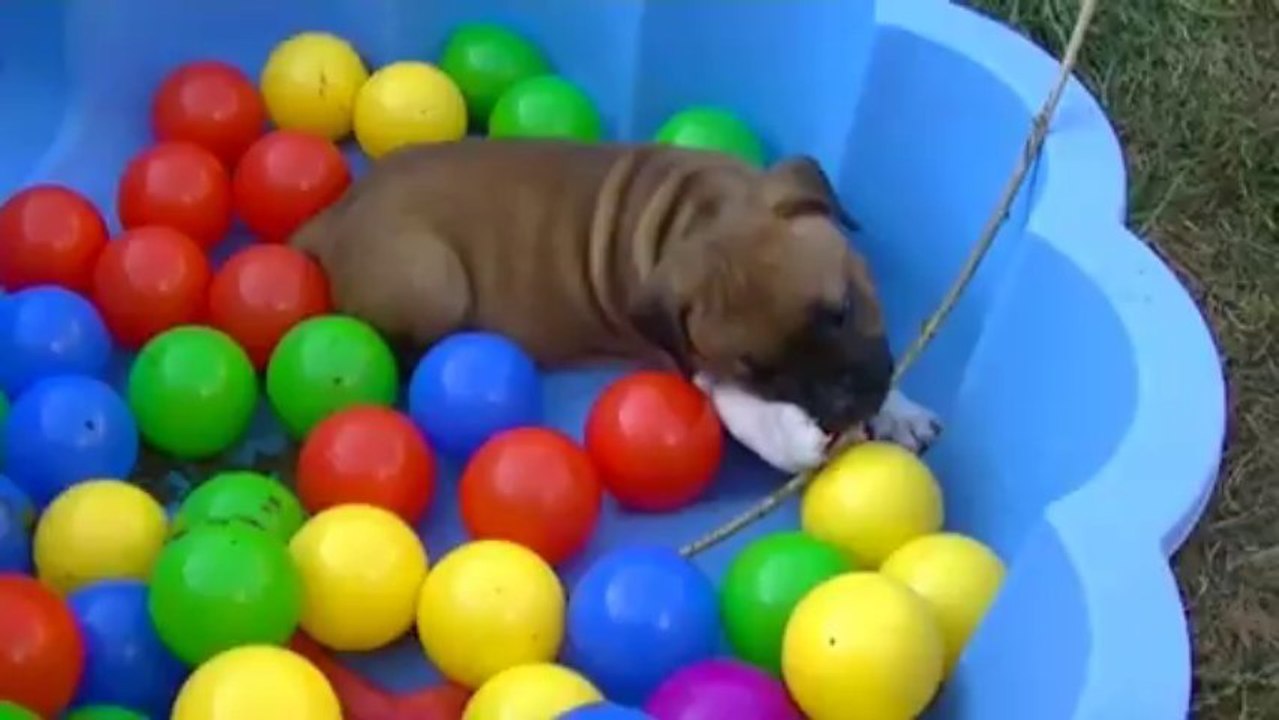 43. Chiot staffordshire bull terrier vidéo INNA de STAFFORDLAND