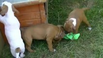 46. Chiot Staffordshire bull terrier vidéo IRON de STAFFORDLAND