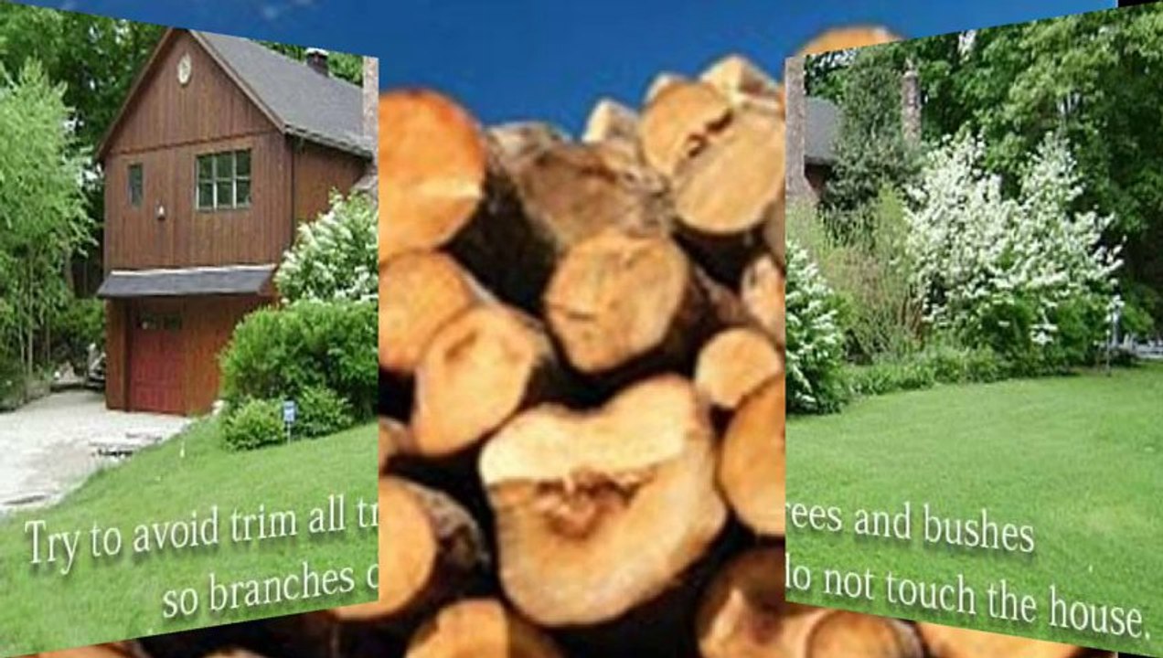 How to Get Rid from Carpenter Ants