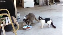 Guaxinim rouba comida de gatos