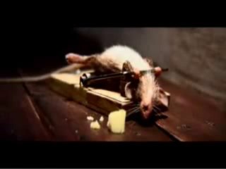 Funny Rat Commercial - Very hilarious Rat Commercial.