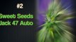 Autoflowering Seeds Top 5 Strongest Autoflower Strains  | Autoflowering Seeds Bank