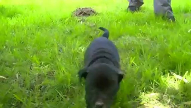 24. Chiot staffordshire bull terrier vidéo 24 de la 12ème portée de STAFFORDLAND