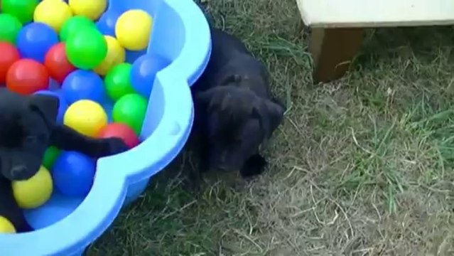 27. Chiot staffordshire bull terrier vidéo ISKO de STAFFORDLAND