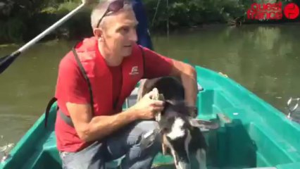 Les deux boucs sur l'île de Port-Luneau à La Flèche