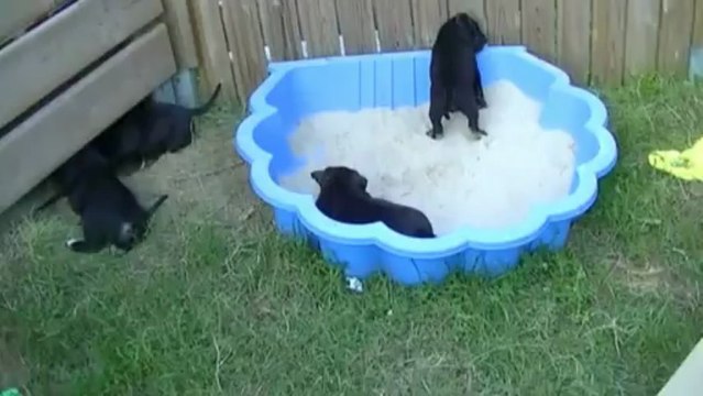 30. Chiot staffordshire bull terrier vidéo 30 de la 12ème portée de STAFFORDLAND