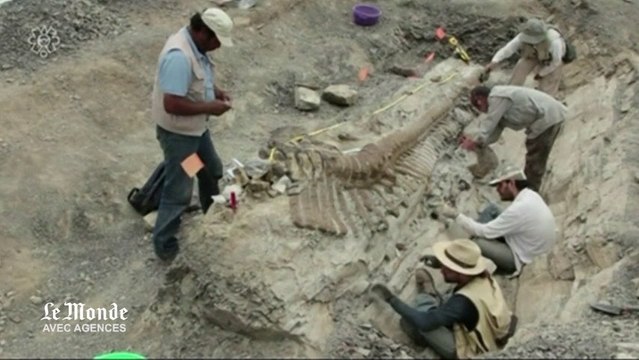 Découverte d'une queue de dinosaure de cinq mètres de longueur au Mexique