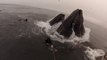 Deux baleines manquent d’avaler des plongeurs