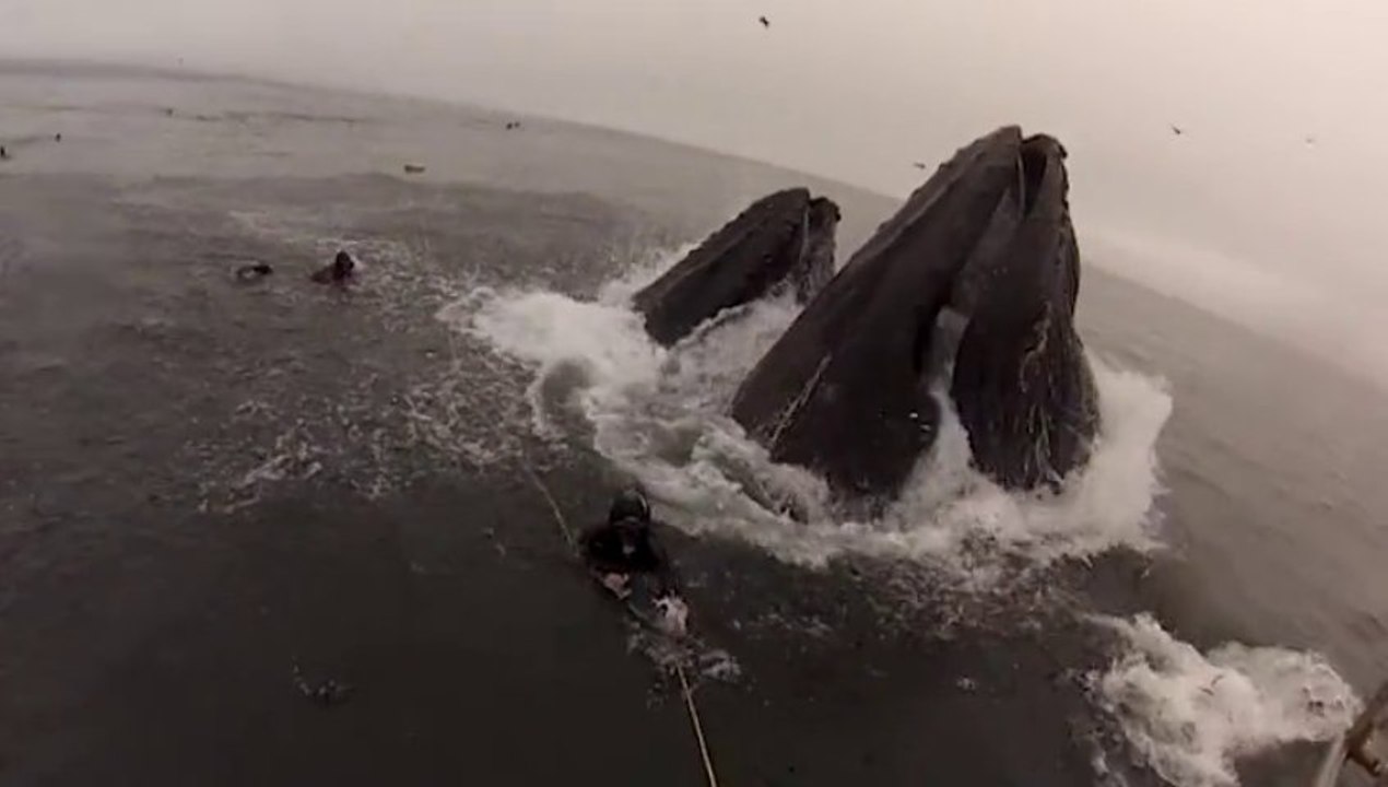Deux baleines manquent d’avaler des plongeurs