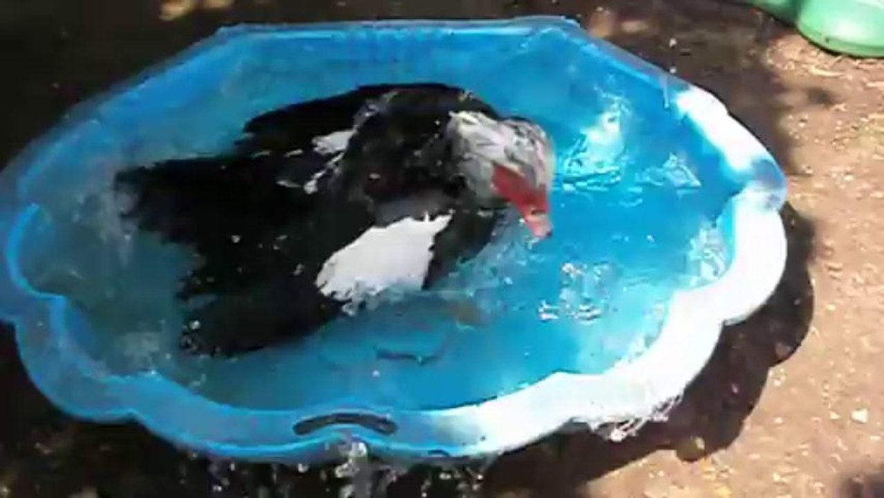 Plongée et bain de Piou-piou