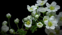Spectaculaire vidéo de fleurs image par image accélérées !! Botanique en HD !!