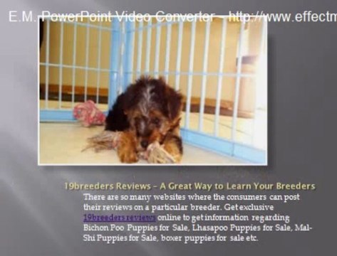 19Breeders Announces Adorable Bichon Poo Puppies