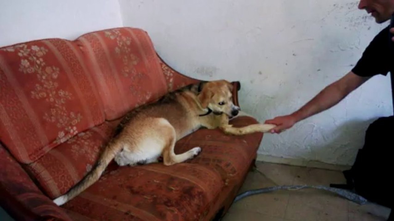 youki fait de la menuiserie dans le canape