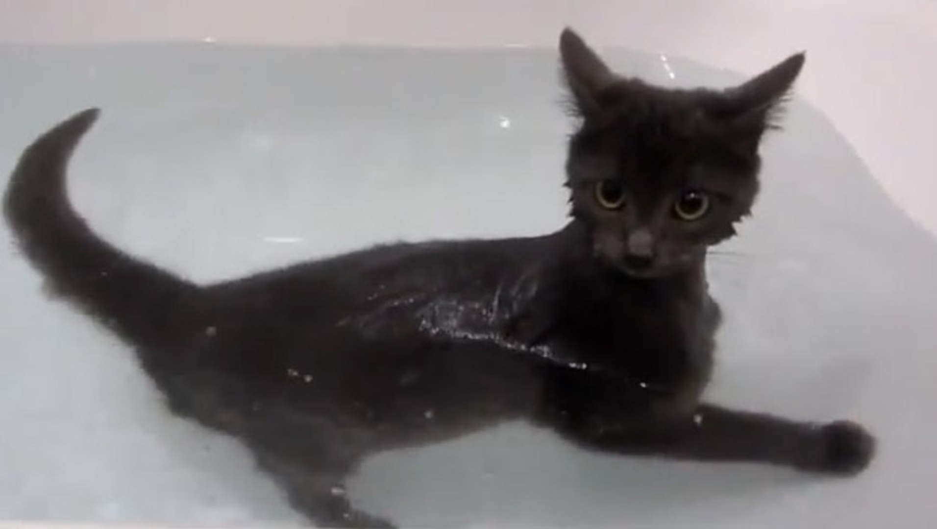Un chat nage dans une baignoire - Vidéo Dailymotion