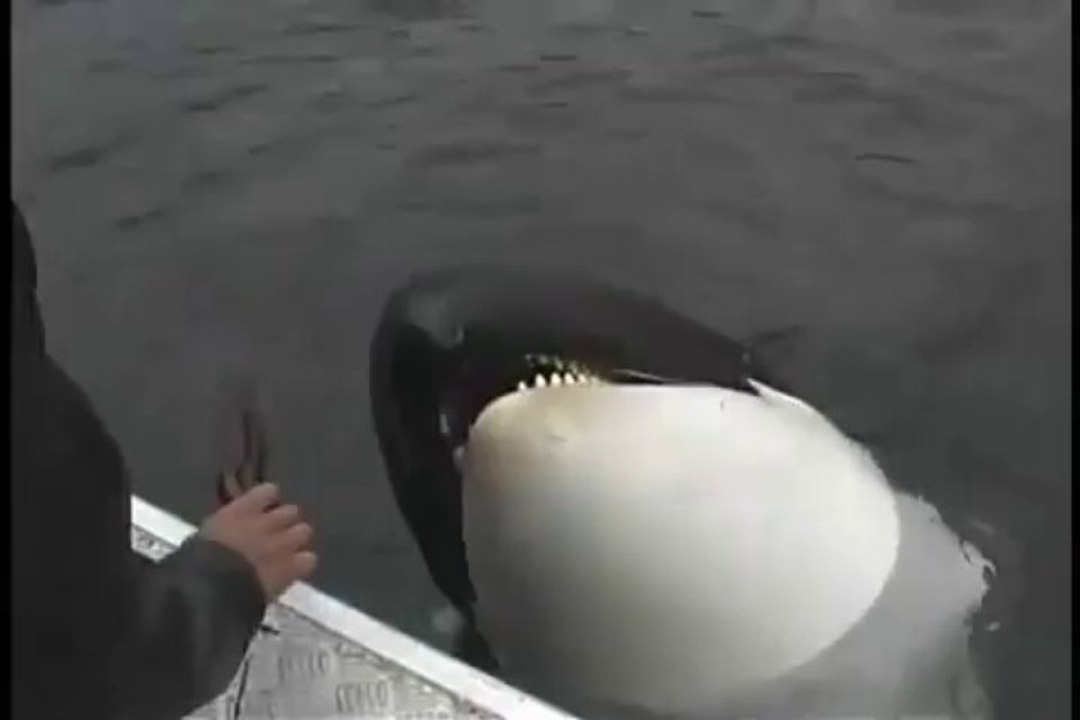 a wild orca plays with human friend - a real dog!
