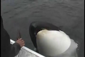 a wild orca plays with human friend - a real dog!