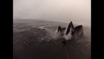 Des plongeur pas loin d’être avalés par 2 baleines!