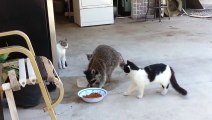 Raccoon eating cats food
