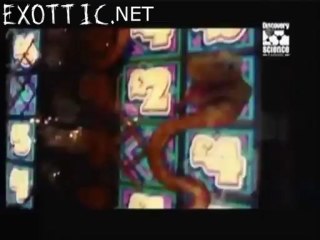 Rubber man / Homem borracha