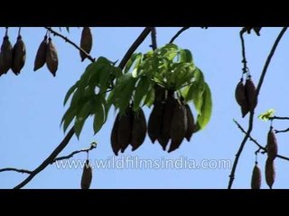 Green leaves from the greener forest: Andamans