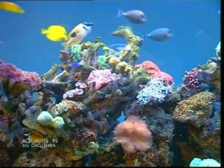 Arabic Instrumental Music on Radio Canal 🎶