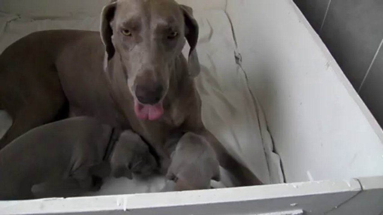 22072013 Daydory's Edemund bébés poils courts Jour 25